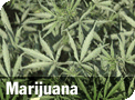 marijuana.gif